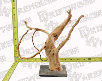 Acquario SpiderWood Driftwood Montato Ardesia Pesce Affondante Medio Grande Ramo Naturale Radice Home Decor WYSIWYG: 8,5" x 8" x 9"