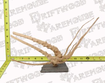 Acquario SpiderWood Driftwood Montato su roccia Ardesia Pesce che affonda Grande Medio Ramo naturale Radice Decorazioni per la casa WYSIWYG: 12" x 3.75" x 7"