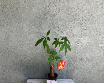 Geldbaumstümpfe (Bonsai)