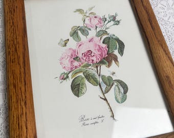 Vintage PIERRE JOSEPH REDOUTE Rosa Reclinata Arte enmarcado