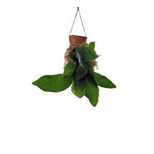 Op de afbeelding: Een hertshoornvaren gemonteerd op een bruine houten plaat met een laag mos. De plant heeft donkergroene, gelobde bladeren die naar buiten uitsteken. Een dun, lichtgekleurd touwtje is aan de bovenkant van de houten houder bevestigd om op te hangen.