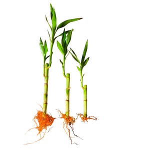 Puede incluir: Tres tallos de bambú de la suerte con hojas de color verde vibrante y tallos segmentados. Cada tallo presenta un sistema de raíces expuesto y distintivo con raíces finas de tonos marrón claro a naranja en la base.
