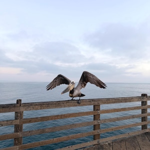 Puede incluir: Un pelícano marrón con las alas extendidas posado en una barandilla de madera de un muelle. Las alas del ave son de color marrón oscuro y se ve su pico. El muelle es de madera desgastada, con el océano y el cielo al fondo.