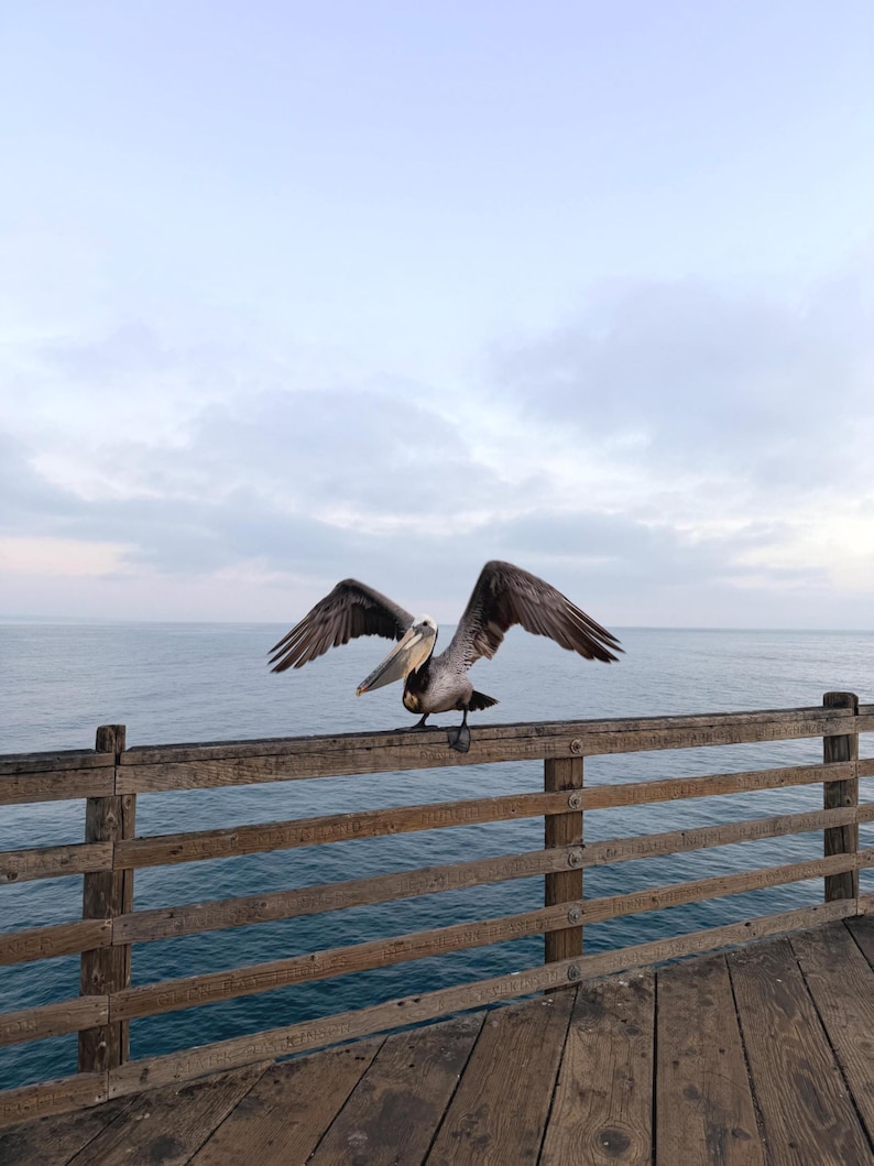Puede incluir: Un pel&iacute;cano marr&oacute;n con las alas extendidas posado en una barandilla de madera de un muelle. Las alas del ave son de color marr&oacute;n oscuro y se ve su pico. El muelle es de madera desgastada, con el oc&eacute;ano y el cielo al fondo.