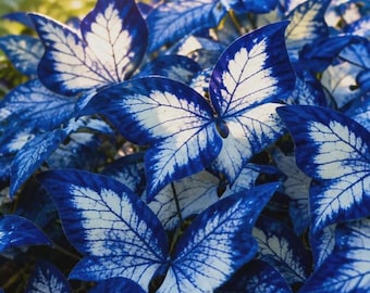 Butterfly Leaf Hosta Seeds – Loving Perennials for Borders, Planters, Patios & Landscaping