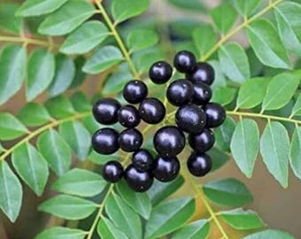 plant seeds Flower seeds Curry Leaf Growing Made Simple for Gardening Success