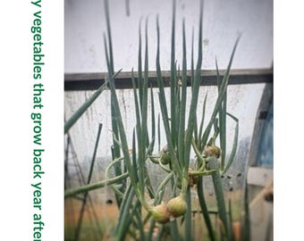 The plants that will make you a successful vegetable gardeners (digital)