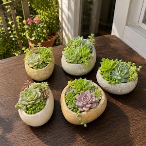 May include: Five small, rounded stone planters, each containing a unique arrangement of various green and purple succulents. The planters have smooth, textured surfaces in shades of beige, tan, and light gray, holding clusters of small, fleshy plants.