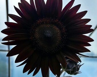 Sunflower seeds
