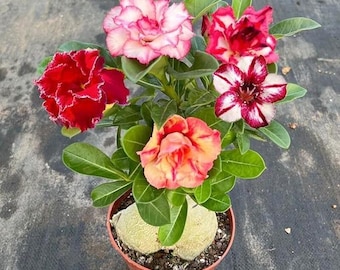 Rare Desert Rose Flower Seeds – Unique Perennial Blooms for Garden & Containers