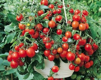 Sweet Million Tomato Seeds – Juicy, High-Yield Garden Variety
