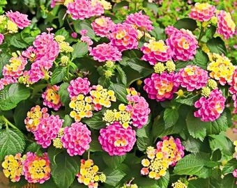 Semillas de Lantana Camara perenne: flores resistentes al calor y la sequía.