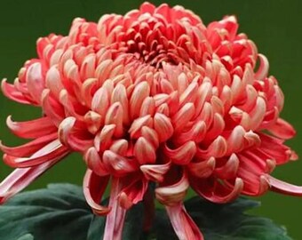 Semillas de crisantemo elegantes: flores perennes resistentes para el jardín.