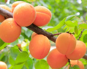 Semillas de albaricoque – Semillas orgánicas de árboles frutales de variedades tradicionales no transgénicas