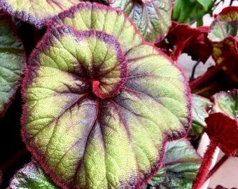 Curly Fireflush Begonia Seeds – Unique Ornamental Shade Foliage Plant