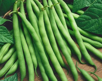 Semillas de frijol proveedor – Hortaliza verde de arbusto tradicional