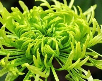 Elegant Chrysanthemum Flower Seeds – Hardy Perennial Garden Blooms