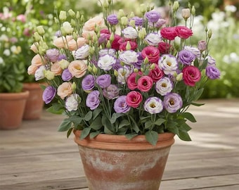 Mezcla de semillas de Eustoma – Lisianthus, flores perennes de jardín