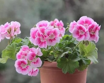 Semillas de geranio – Pelargonium: coloridas flores de jardín
