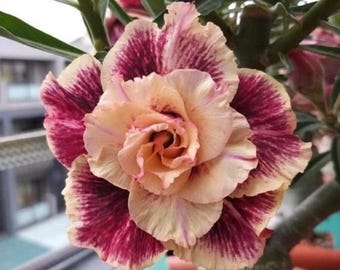 Semillas de rosa del desierto, una variedad rara: flores perennes únicas para jardín y macetas.