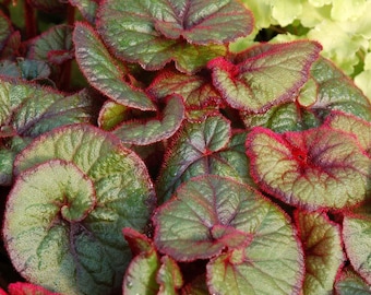 Semillas de begonia Curly Fireflush: una planta ornamental de follaje único para zonas de sombra.