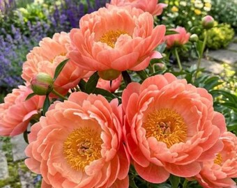 Semillas de peonía – Flores perennes de doble floración color rosa coral