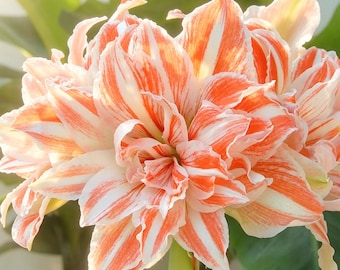 Semillas de Amaryllis Vittata – Flor de trompeta rayada para jardín y macetas