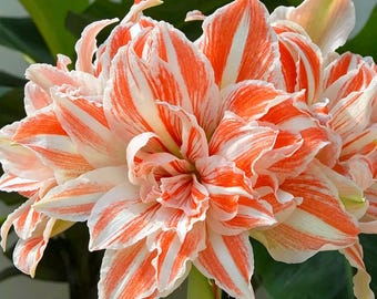 Amaryllis Vittata Seeds – Striped Trumpet Flower for Garden & Pots