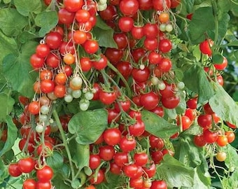 Semillas de tomate Sweet Million: jugosas, de alta productividad y aptas para el cultivo en huertos.
