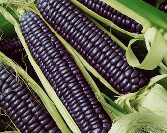 Semillas de maíz azul – Maíz orgánico de variedad tradicional, no transgénico.