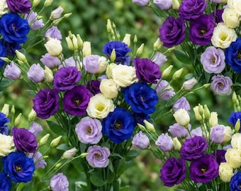 Mix Eustoma Seeds – Lisianthus Perennial Garden Flowers