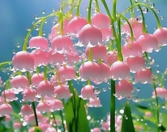 Semillas de lirios blancos y rosas fragantes: flores perennes fáciles de cultivar.