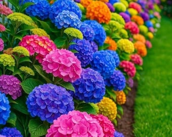 Semillas de hortensia arcoíris – Flores perennes de jardín de colores variados
