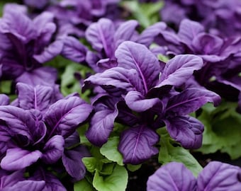 Semillas de albahaca morada: hierba orgánica de variedad antigua para cultivo en interiores y exteriores.