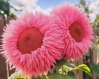 Semillas de girasol Pink Giant Teddy Bear – Variedad antigua rara, no transgénica