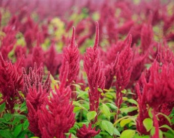 Semillas de amaranto – Planta comestible orgánica de variedad tradicional no transgénica