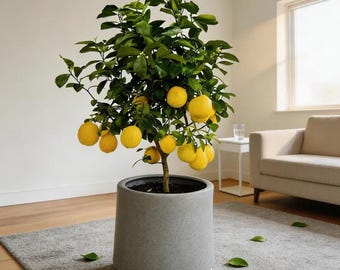 Lemon Seeds – Fragrant Citrus Tree for Indoor & Outdoor Growing