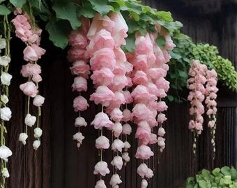 Semillas de begonia llorona rosa claro – Flor de jardín colgante para sombra