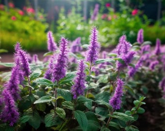 Semillas de menta coreana: hierba orgánica de variedad antigua para cultivo en interiores y exteriores.
