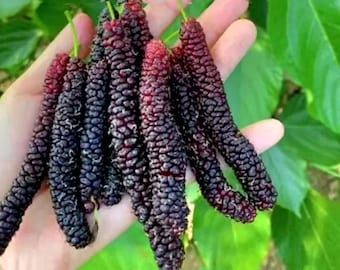 Semillas de morera de Pakistán: una rara variedad de árbol frutal dulce.
