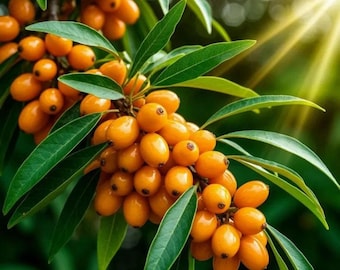 Semillas de espino amarillo – Hippophae rhamnoides, arbusto de bayas resistente
