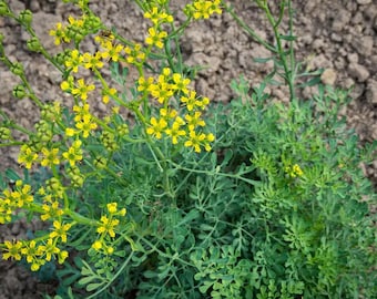 Semillas de ruda (Rutaceae): hierba aromática para jardín y paisajismo.