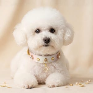 Può includere: Un cane bianco indossa un collare di colore chiaro con finiture dorate, borchie quadrate e rotonde e un ciondolo a forma di quadrifoglio. Il collare ha una superficie liscia ed è posizionato attorno al collo del soffice cane bianco.