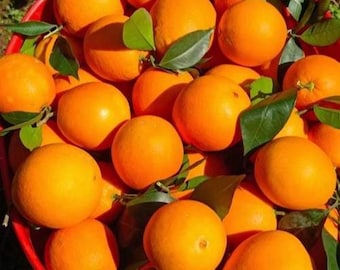 Arance Navel, Arance, Frutta locale, Semi