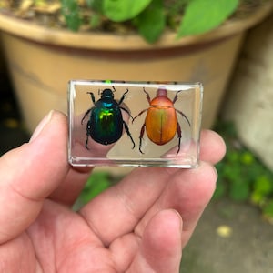 May include: A rectangular resin block featuring two beetles. One beetle is iridescent green, the other is orange and yellow. The insects are preserved in clear resin, highlighting their natural colours and details. The block is held in a hand.