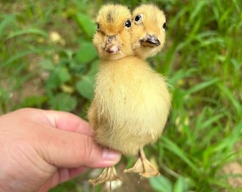 Patinho de duas cabeças, taxidermizado, criado em fazenda, peça de curiosidade para exibição ou coleção.