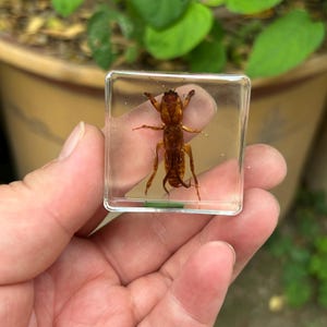 May include: A brown insect preserved within a clear, square resin block. The insect's legs, antennae, and body segments are visible. The resin block is held in a hand, with a blurred background of green foliage.