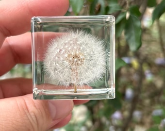 Dandelion Resin Cube Botanical Specimen Preserved Flower Paperweight Desk Decor Gift