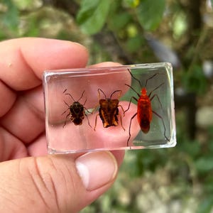 Könnte beinhalten: Ein rechteckiger Block aus klarem Harz mit drei konservierten Insekten. Links befindet sich eine kleine braune Baumwanze, in der Mitte ein flaches, braun gemustertes Insekt und rechts ein größeres, leuchtend rotes Insekt mit langen, dünnen Beinen.