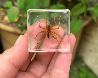 本物のクモの樹脂製オーナメント ダークスタイル デスクトップ装飾 ゴシック ホームアクセント 002